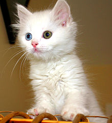 A Van cat